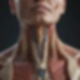 Anatomical illustration of the cervical spine
