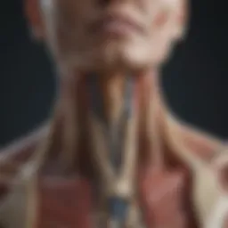 Anatomical illustration of the cervical spine
