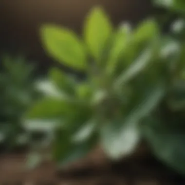 Botanical Extracts Linked to Cancer Prevention A close-up of a green leafy plant known for its health benefits.