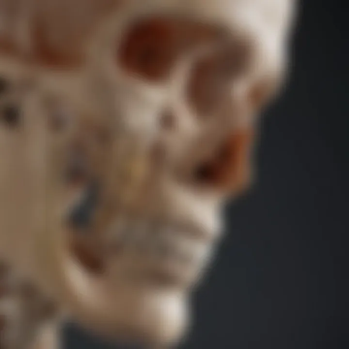 Advanced visualization technology used for studying bone color filament