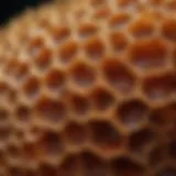 Natural honeycomb showcasing the intricate structure of crude honey