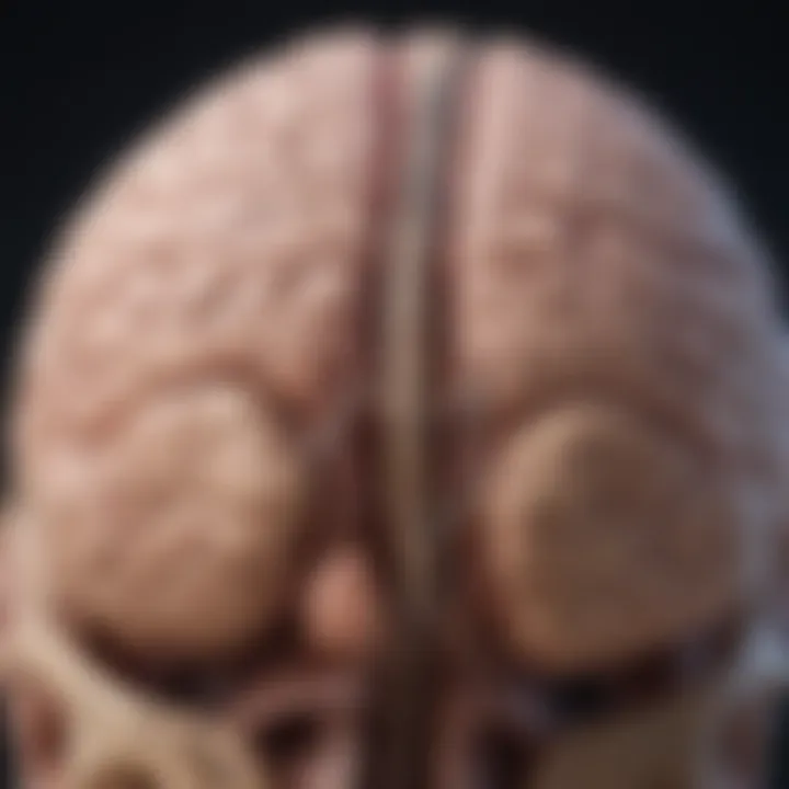 Illustration of the prefrontal cortex highlighting its anatomical structure