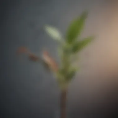 A close-up of a wilted plant illustrating neglect and emotional decay