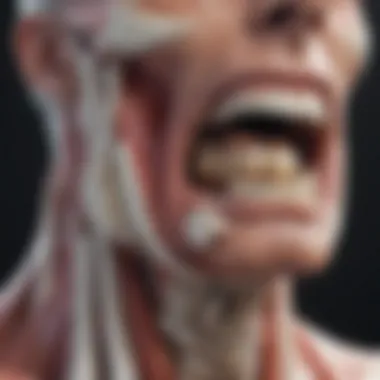Anatomy of the Temporomandibular Joint Illustration of TMJ anatomy highlighting key structures
