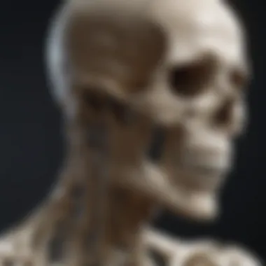 Detailed visualization of a skeletal model used in biological studies