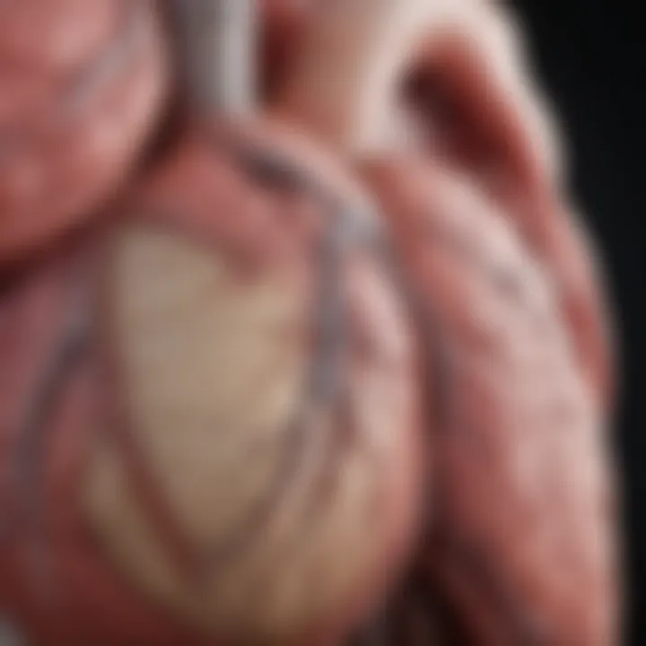 Illustration of atrial anatomy highlighting areas of premature beats