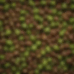 A vibrant assortment of hops showcasing their diverse aromas