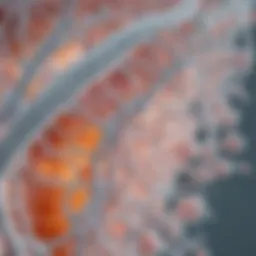 Detailed illustration of Candida albicans structure and morphology