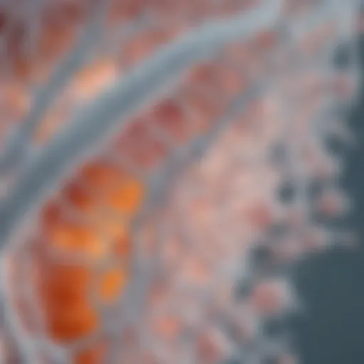 Detailed illustration of Candida albicans structure and morphology