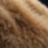 Close-up of dog fur with allergens visible under a microscope