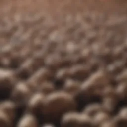 Visual representation of herd immunity dynamics