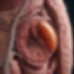 Illustration depicting liver anatomy with emphasis on bile production.