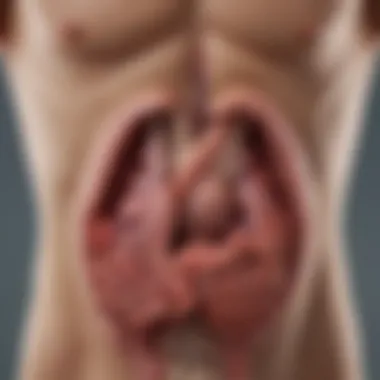 Illustration of potential treatment options for liver storage diseases