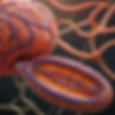 Mitochondria's Role in Neurodegenerative Disorders Diagram showing the relationship between mitochondria and neurodegenerative disorders