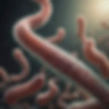 Microscopic view of Helicobacter pylori bacteria