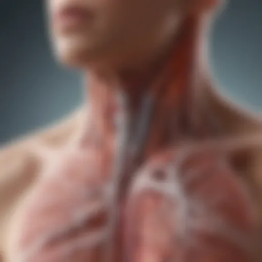 Illustration of the respiratory system highlighting areas affected by chronic cough