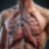 Diagram of lung anatomy and function