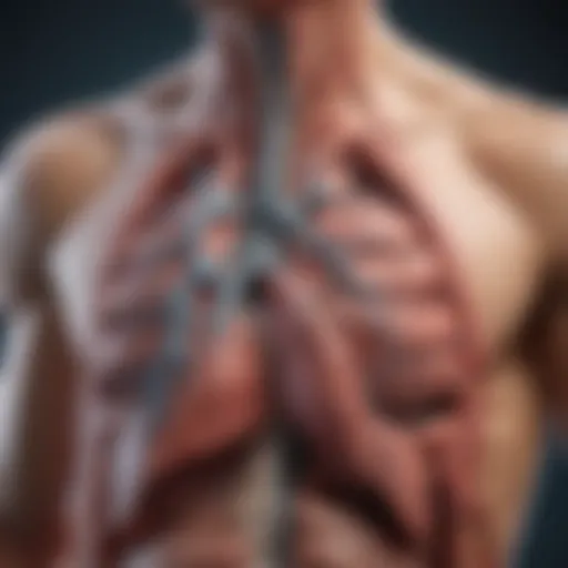 Diagram of lung anatomy and function