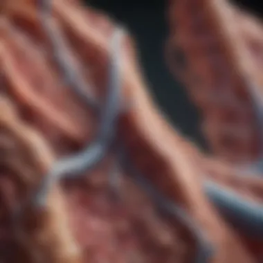 Impact of COPD on Lung Health Close-up of damaged lung tissue