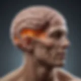 Illustration showing the brain regions involved in migraine