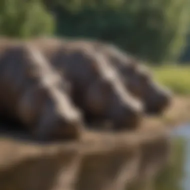 A group of hippos basking in the sun on the riverbank, highlighting their social behavior