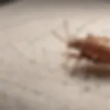 Close-up of a bed bug on a mattress showing its habitat.